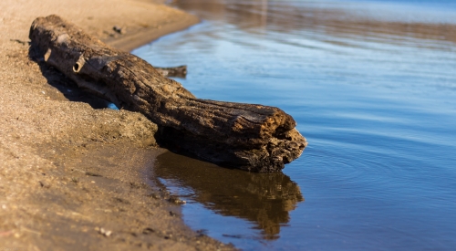 A log reflecting lake water