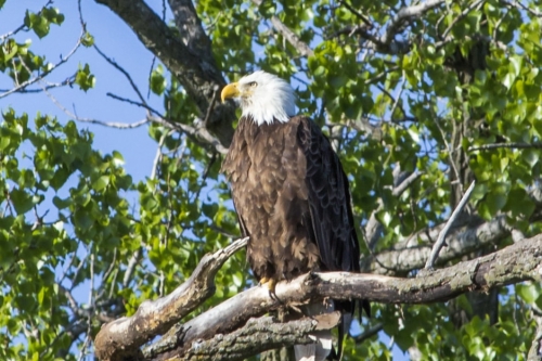 Eagle Perch