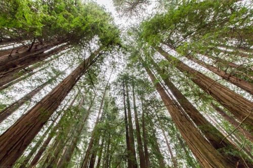 Muir Redwoods
