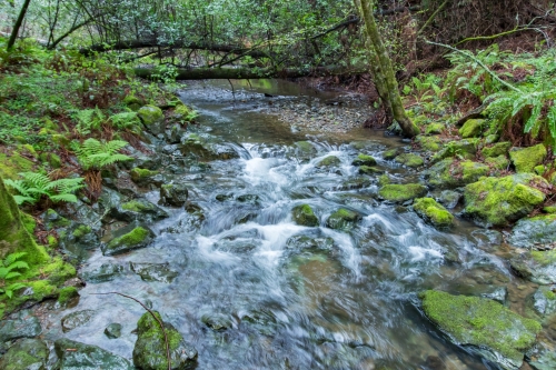 Muir Woods Stream