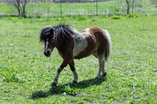 Pony Trot